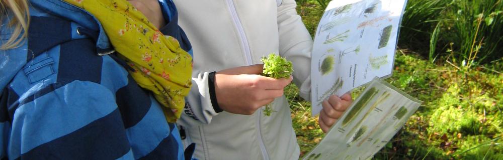 planteark om mosen studeres