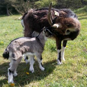 Dansk Landrace geder