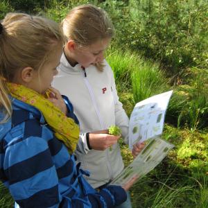 planteark om mosen studeres